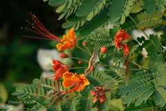 Caesalpinia pulcherrima